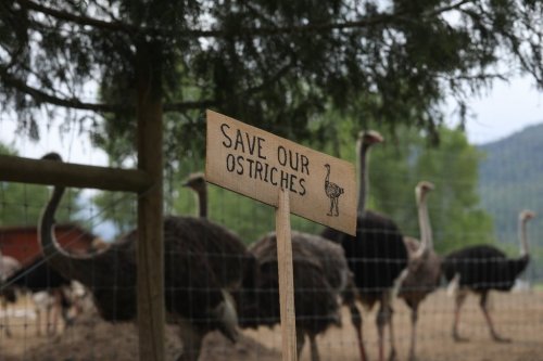 A sign calling for the protection of ostriches at the Universal Ostrich Farms is displayed in Edgewood, B.C., on Saturday, May 17, 2025. THE CANADIAN PRESS/Aaron Hemens