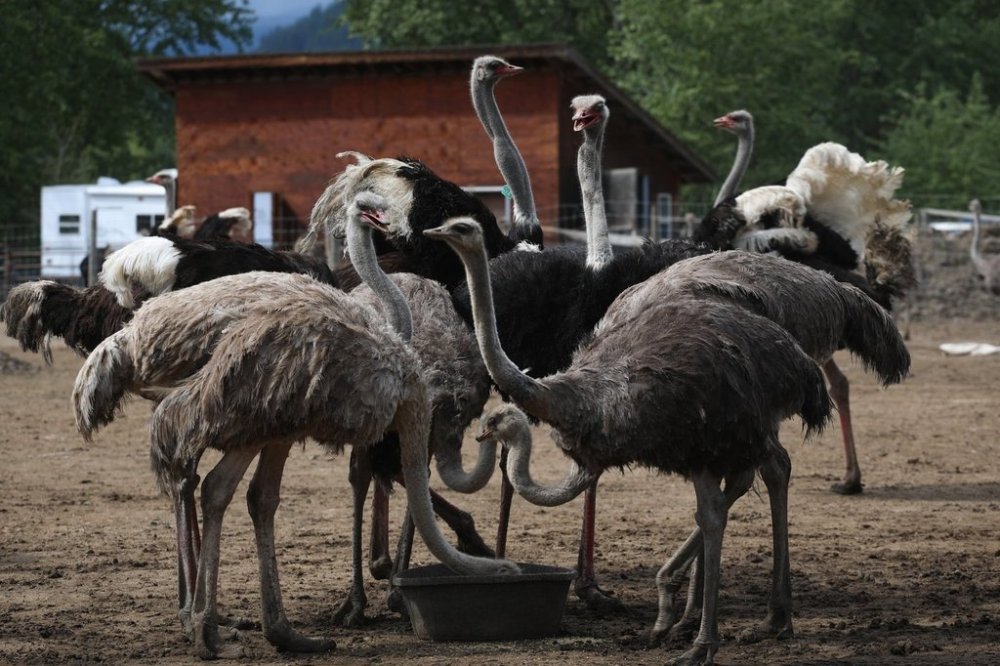 Ostriches eat their feed at the Universal Ostrich Farms in Edgewood, B.C., Saturday, May 17, 2025. THE CANADIAN PRESS/Aaron Hemens