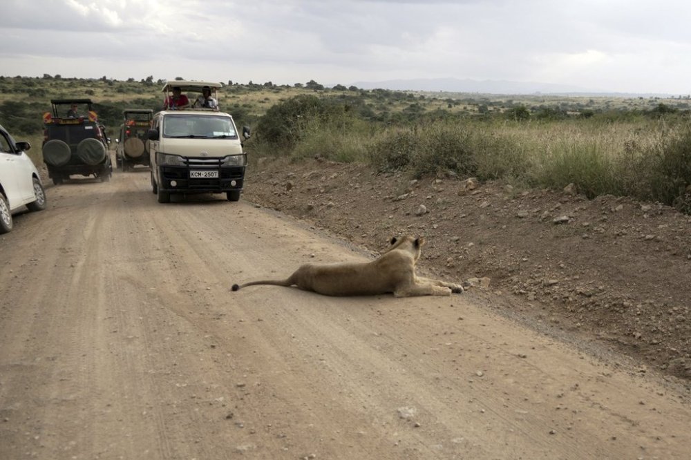 Tourists drive inside Nairobi National Park on the outskirts of Nairobi, Kenya, on June 24, 2023. (AP Photo/Khaled Kazziha)