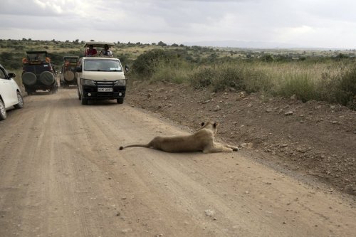 Tourists drive inside Nairobi National Park on the outskirts of Nairobi, Kenya, on June 24, 2023. (AP Photo/Khaled Kazziha)