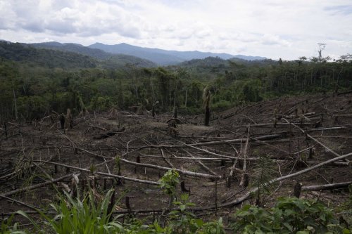 FILE - Cut down trees lie within view of the Cordillera Azul National Park, seen in the background near Chambira community, in Peru's Amazon, Oct. 3, 2022. (AP Photo/Martin Mejia, File)