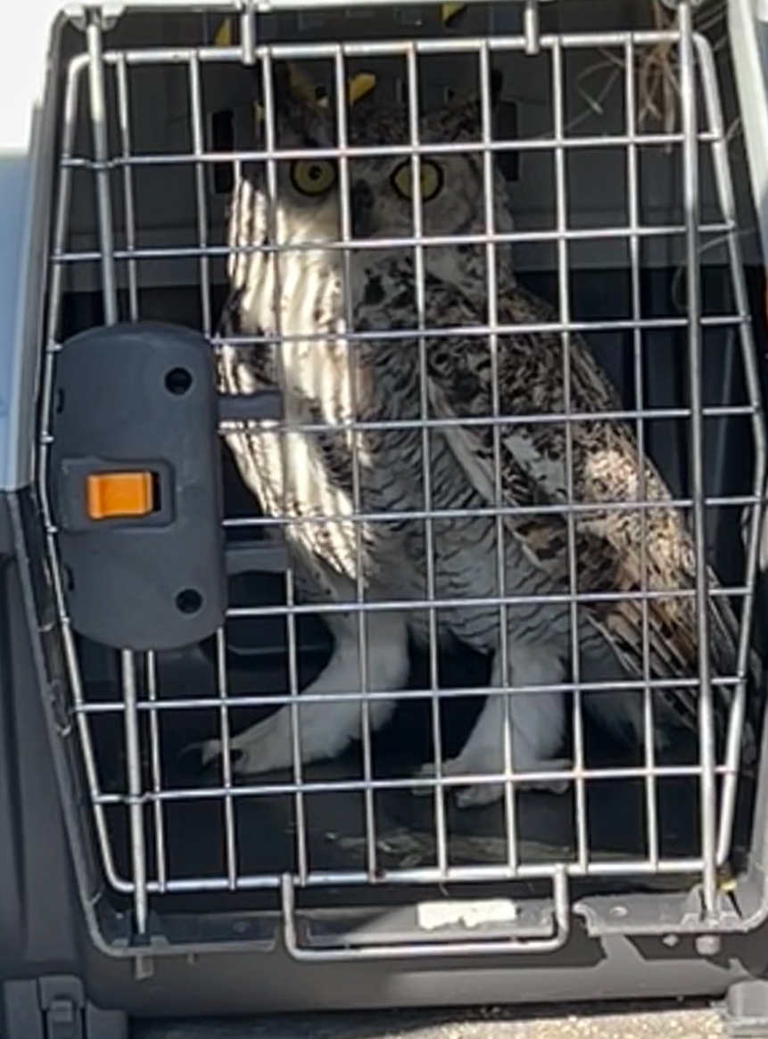 SUPPLIEDThe owl was released after it became stuck in netting.