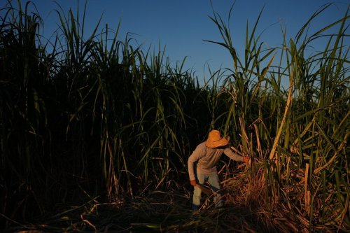 Farmworker Raul Cruz chops sugarcane in Niland, Calif., Thursday, Sept. 11, 2025. (AP Photo/Jae C. Hong)