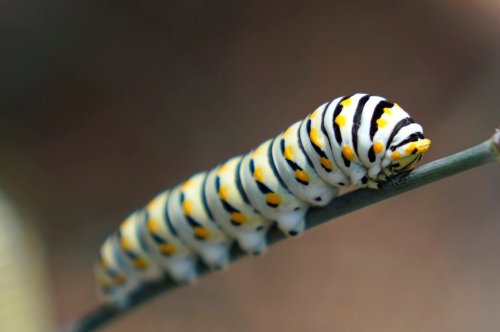 FILE - An Eastern Black Swallowtail caterpillar feeds on a fennel plant in Spring, Texas on Aug. 14, 2020. (AP Photo/David J. Phillip, File)