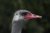 An ostrich is seen at the Universal Ostrich Farms in Edgewood, B.C., on Saturday, May 17, 2025. THE CANADIAN PRESS/Aaron Hemens