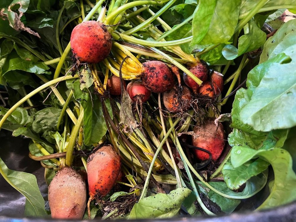 This August 17, 2023, image provided by Jessica Damiano shows newly harvested beets on Long Island, N.Y. Sautéing beet greens with oil, salt, pepper, and garlic is a great way to get a second side dish from one plant. (Jessica Damiano via AP)