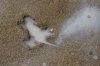 FILE - Chicago's iconic Rat Hole along the 1900 block of West Roscoe Street in the Roscoe Village neighborhood is seen, Jan. 19, 2024, in Chicago. (Tyler Pasciak LaRiviere/Chicago Sun-Times via AP, File)
