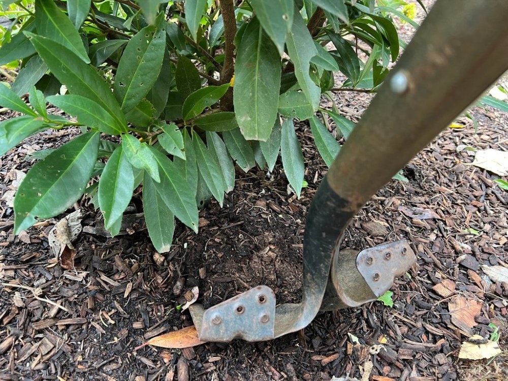 This Oct. 14, 2025, image provided by Jessica Damiano shows a shovel plunged into soil around a cherry laurel shrub. Gardeners can transplant spring- and early summer-blooming plants like cherry laurel in fall but should wait until spring to relocate late-summer and fall bloomers. (Jessica Damiano via AP)