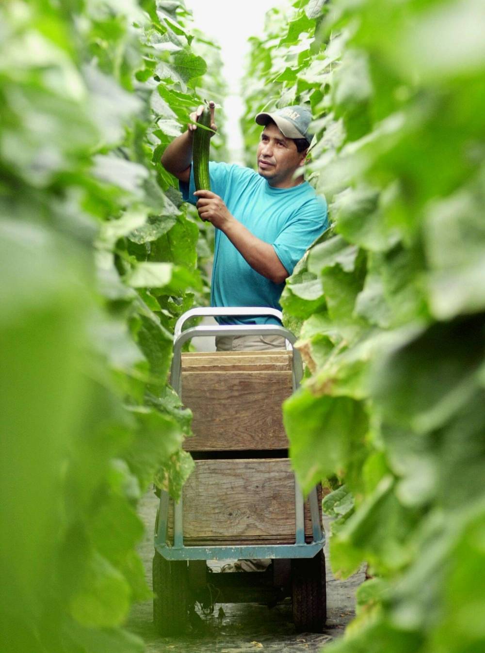 Jason Kryk / Canadian Press files
Foreign workers are particularly crucial in agricultural and service sectors in Canada.