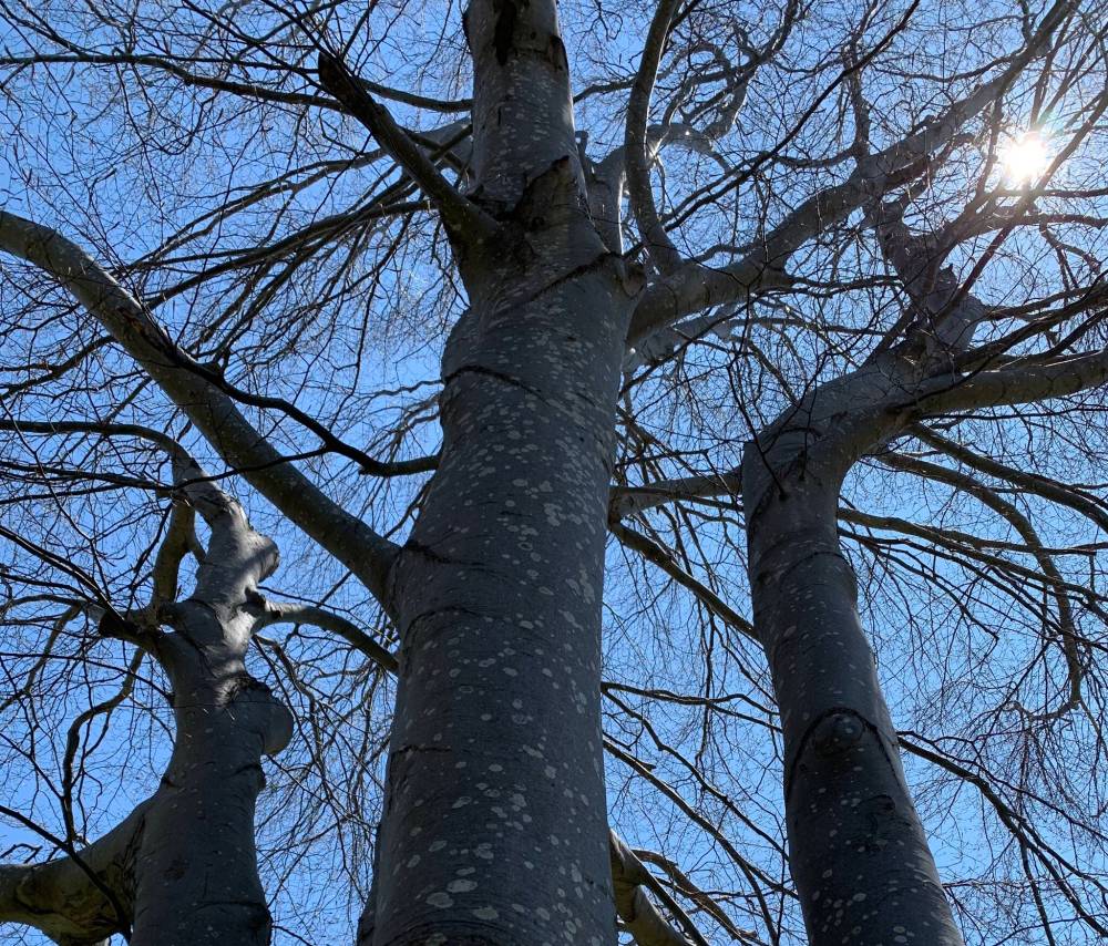 Pam Frampton photo
Like old trees that have become intertwined, the columnist’s mother and her new best friend support each other.