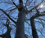 Pam Frampton photo
                                Like old trees that have become intertwined, the columnist’s mother and her new best friend support each other.