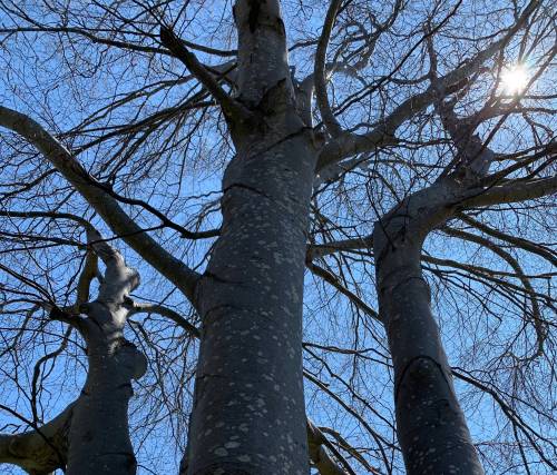 Pam Frampton photo
                                Like old trees that have become intertwined, the columnist’s mother and her new best friend support each other.