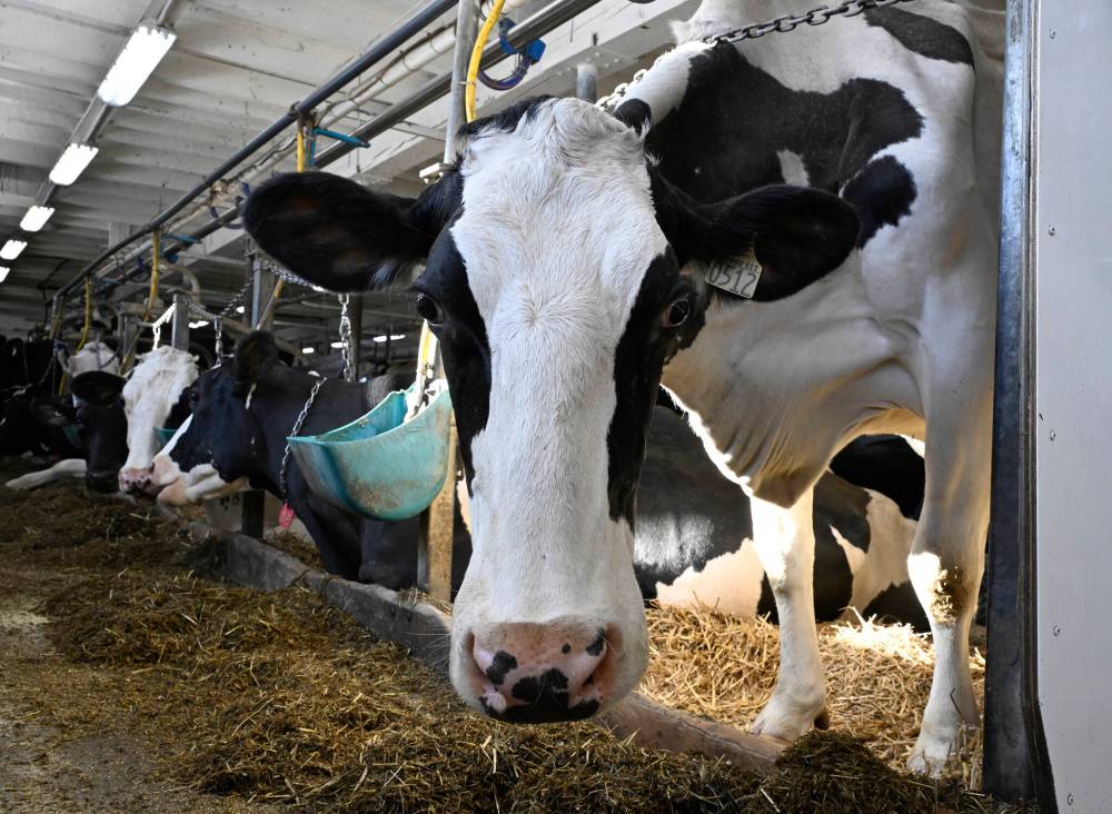 Jacques Boissinot / The Canadian Press
A cow in a dairy farm in Saguenay, Que.