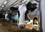 Jacques Boissinot / The Canadian Press
                                A cow in a dairy farm in Saguenay, Que.