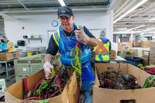 MIKE DEAL / FREE PRESS
                                John Hoffman works at sorting out some donated beets during his volunteer shift at Harvest Manitoba Wednesday morning. The non-profit is celebrating a $500,000 donation.