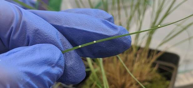 Assiniboine Park Conservancy
Poweshiek skipperling eggs on prairie dropseed grass