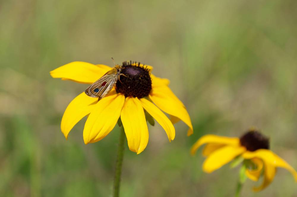 Assiniboine Park Conservancy
A released Poweshiek skipperling on a black-eyed Susan