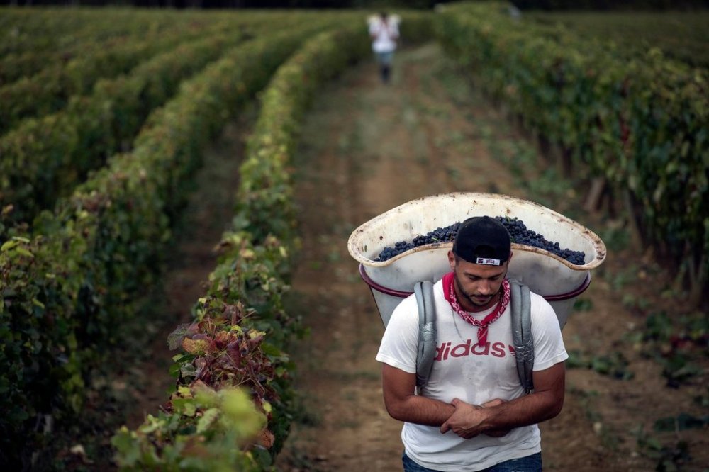 FILE - In this Sept. 12, 2017 file photo, a worker carries red grapes in a burgundy vineyard during the grape harvest season, in Volnay, central France. (AP Photo/Laurent Cipriani, File)