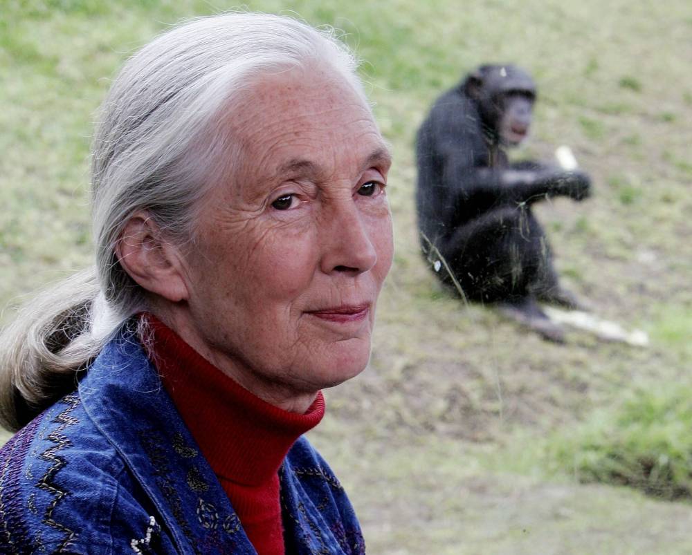 Rick Rycroft / the associated press Files
Primatologist Jane Goodall sits near a window with a view on a chimpanzee eating in its enclosure at Sydney’s Taronga Zoo.