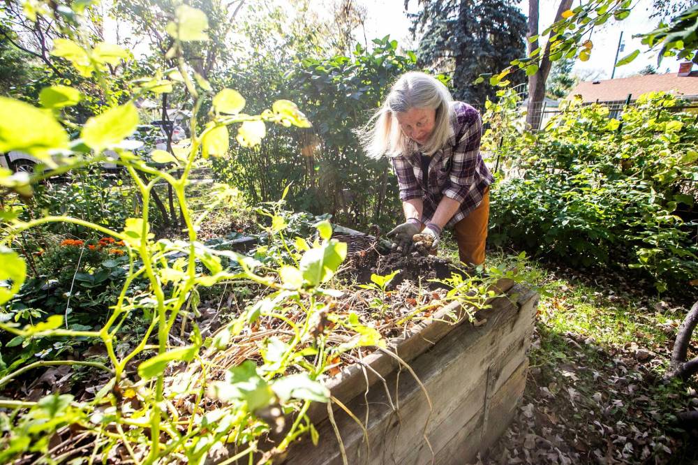 MIKAELA MACKENZIE / FREE PRESS
Stieffenhofer harvests potatoes in her garden.