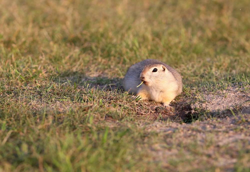 Matt Goerzen/The Brandon Sun Files
The province denied a request for permits to use a lethal pesticide on ground squirrels in May, arguing its decision balanced the safety of park visitors with environmental protection, noting 6,300 public submissions were received expressing concern about the chemical.