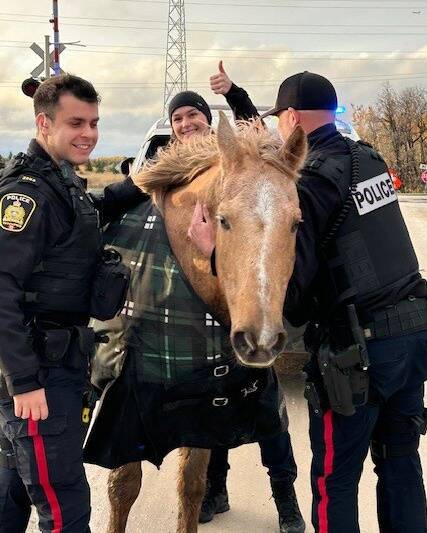 FACEBOOK
A post on the Winnipeg Police Service Facebook page says two horses were spotted trotting riderless along Wilkes Avenue at about 8:30 Tuesday morning. Officers, some neighbours and the animals’ owners were eventually able to rein in the escapees and lead them back home.