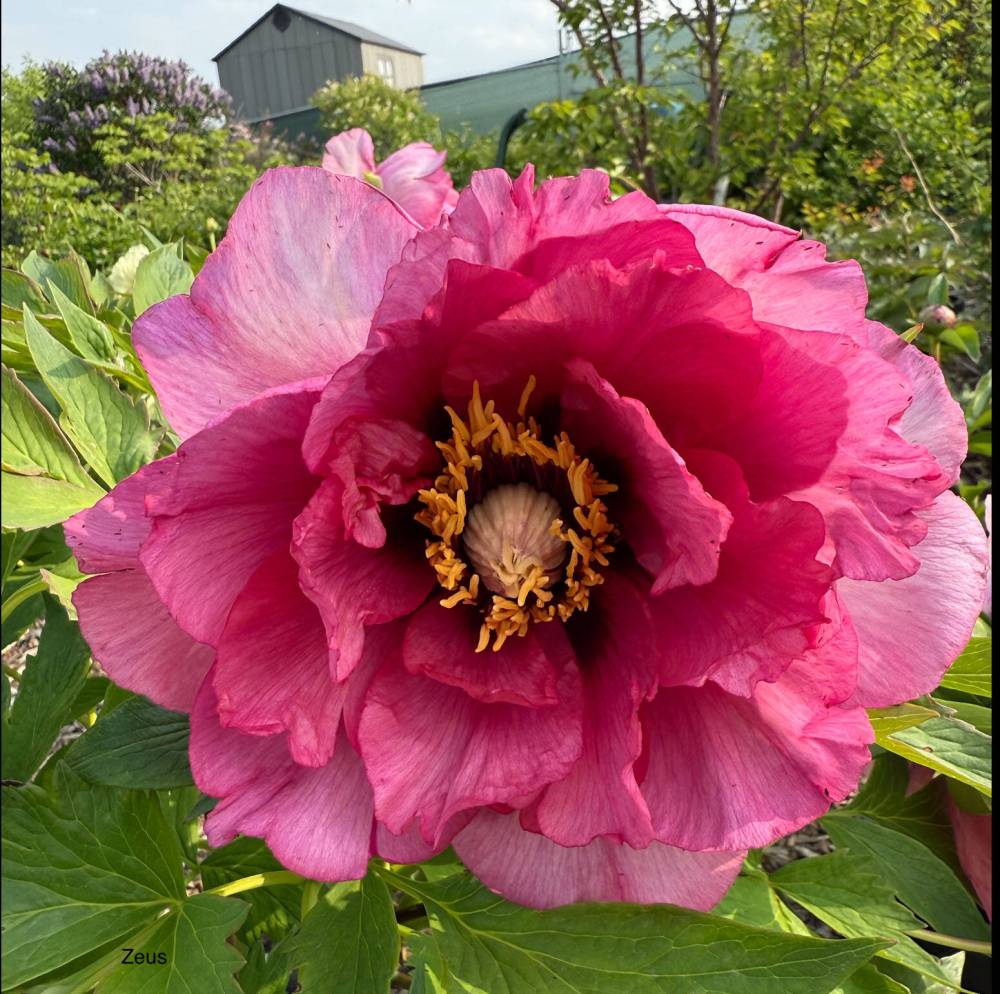 Myra Froc photo
                                This lovely Lutea hybrid woody peony is a tender plant in need of winter protection.