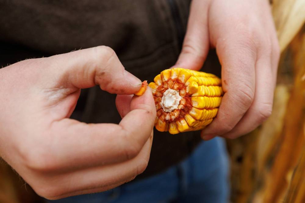 Jake Ayre checks on the condition of the crop in one of his corn fields. (Mike Deal / Free Press)