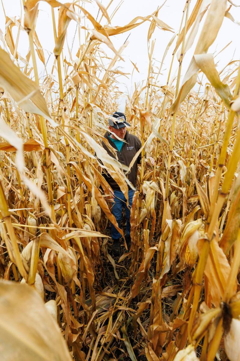 MIKE DEAL / FREE PRESS
Farmer, Jake Ayre, owner of Southern Seed Ltd runs a mixed 1,900-acre farm with his dad and is also a VP of Keystone Ag. Jake in one of his corn fields checking on its condition. Checking in with farmers to see how they fared this season given the tariffs, drought, wildfires and government change. Reporter: Julia-Simone Rutgers 251021 - Tuesday, October 21, 2025.
