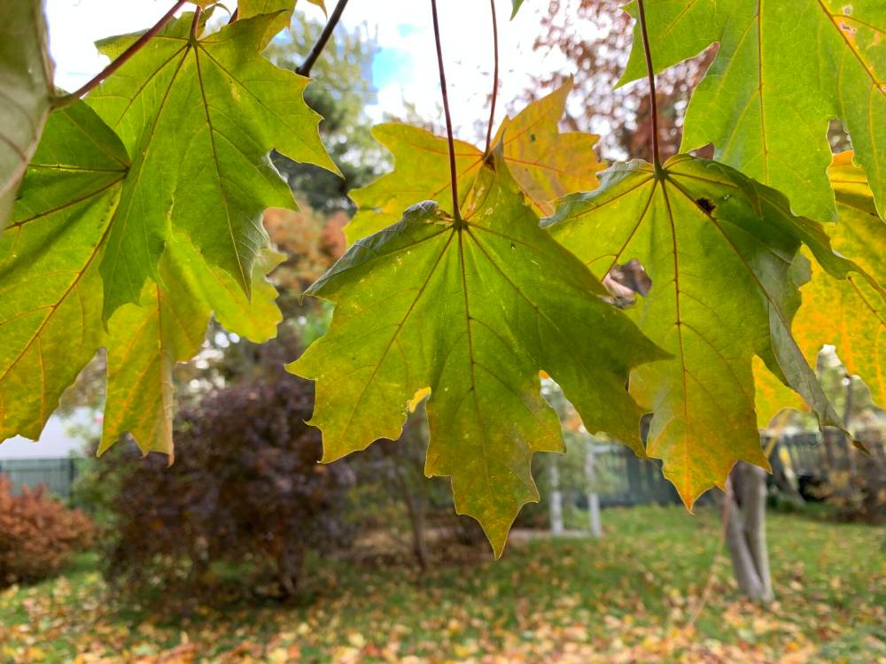 Pam Frampton photo
                                Leaves dangle from a maple tree, not quite ready to take the plunge.