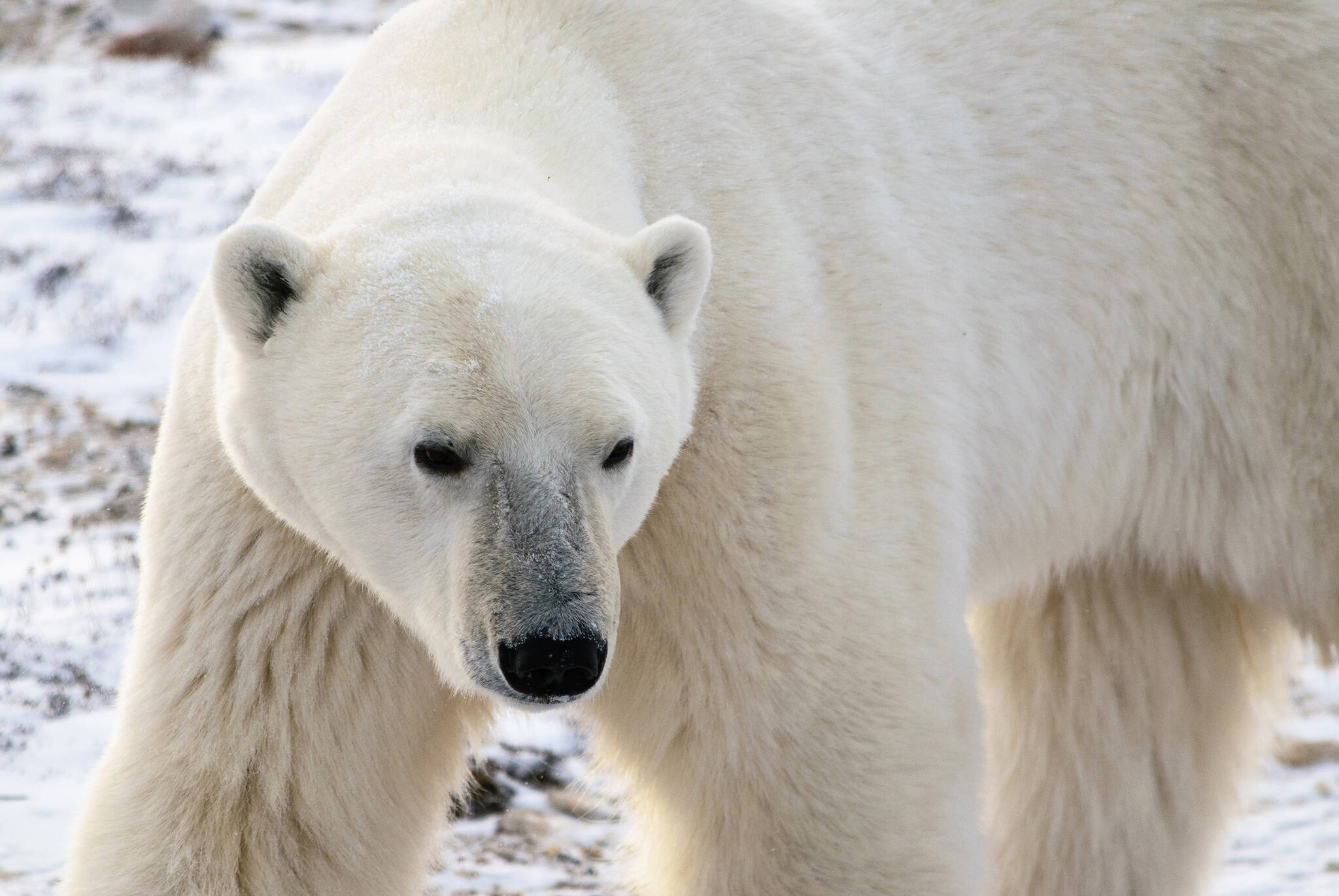 University of Manitoba research underscores importance of polar bears to future of Arctic