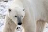 San Diego Zoo Wildlife Alliance
                                New research shows at least 11 species feast on the prey left behind by polar bears suggesting they play a key role in supporting their subarctic and Arctic ecosystems.