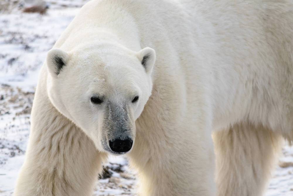 San Diego Zoo Wildlife Alliance
                                New research shows at least 11 species feast on the prey left behind by polar bears suggesting they play a key role in supporting their subarctic and Arctic ecosystems.