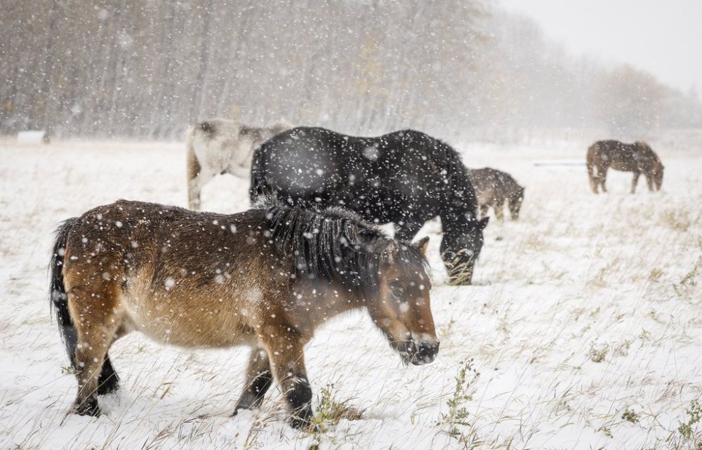 Horses graze snow-covered pastures as snow falls near Cremona, Alta., Sunday, Oct. 12, 2025. THE CANADIAN PRESS/Jeff McIntosh