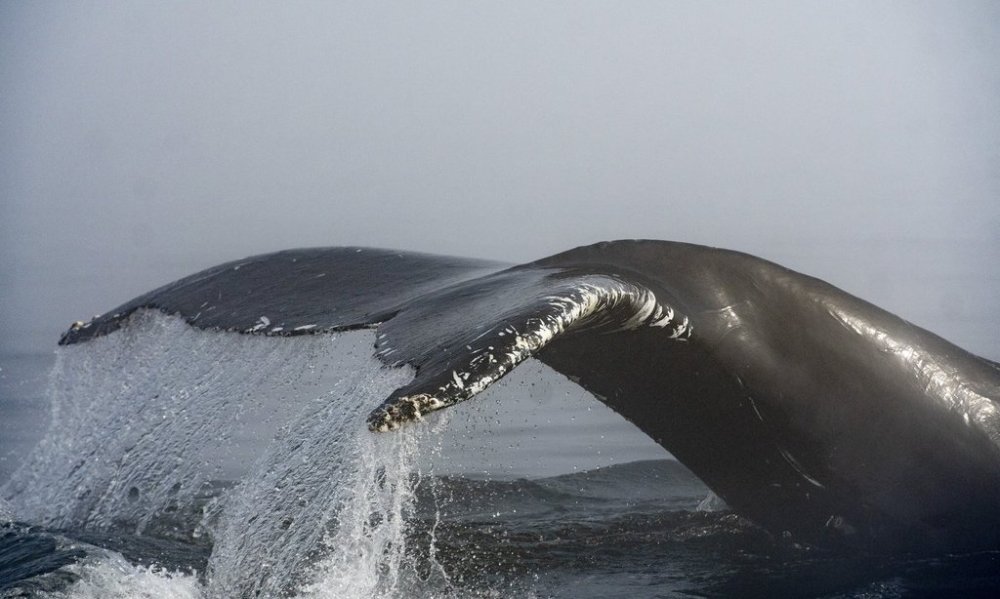 The tail of a humpback whale comes out in the morning fog, on the Saint-Lawrence river in Tadoussac Que., Tuesday, Aug. 11, 2020. THE CANADIAN PRESS/Jacques Boissinot