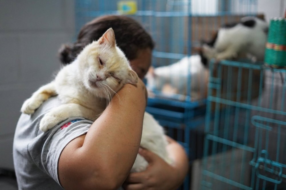 Rafaela Perez hold blind cat Zeus, who she cares for at the Hogar Buena Fortuna pet shelter which she operates out of her home in Mejicanos, El Salvador, Monday, Oct. 13, 2025. (AP Photo/Salvador Melendez)