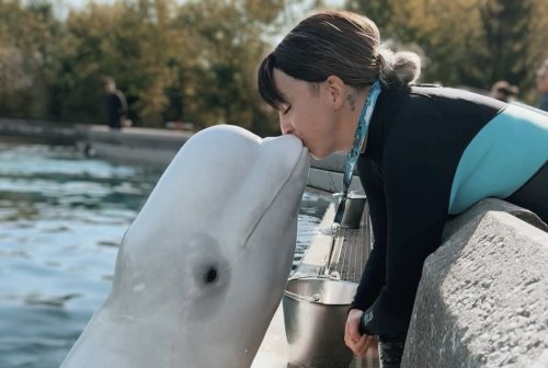 Kristy Burgess is shown in this undated handout photo, kissing a beluga whale at Marineland in Niagara Falls, Ont. THE CANADIAN PRESS/Handout — Kristy Burgess (Mandatory Credit)