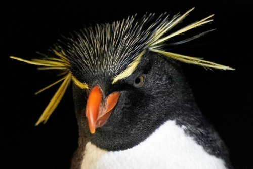 A southern rockhopper penguin at the New England Aquarium in Boston, on Wednesday, Oct. 29, 2025. (AP Photo/Robert F. Bukaty)