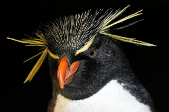 A southern rockhopper penguin at the New England Aquarium in Boston. (Robert F. Bukaty / The Associated Press files)