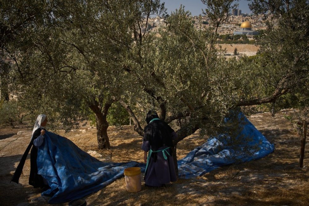 Sister Marie Benedicte and Sister Colomba, two Catholic nuns, harvest olives in their monastery's garden on the Mount of Olives, in Jerusalem, Friday, Oct. 17, 2025. (AP Photo/Oded Balilty)