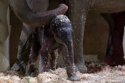 Phoebe, an Asian elephant, stands with her calf after giving birth to him on Tuesday, Oct. 21, 2025, in Powell, Ohio. (Amanda Carberry/Columbus Zoo and Aquarium via AP)