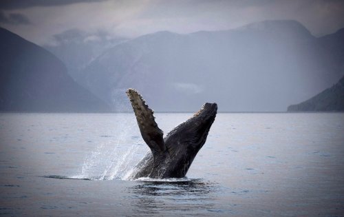 A humpback whale is seen just outside of Hartley Bay along the Great Bear Rainforest, B.C. on Sept. 17, 2013. THE CANADIAN PRESS/Jonathan Hayward