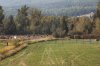 A police officer stands near a wall of hay bales on Wednesday, Sept. 24, 2025, which were placed earlier this week around the perimeter of the Universal Ostrich Farms in Edgewood, B.C., ahead of the ordered culling of the farm's ostriches. THE CANADIAN PRESS/Aaron Hemens