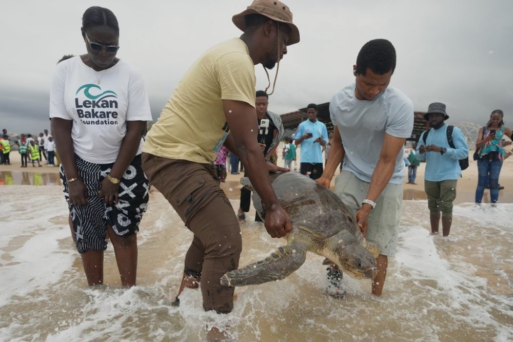 Wildlife conservationist Chinedu Mogbo, center, release an endangered sea turtle, that was rescued from fishermen, into the Atlantic Ocean in Lagos, Nigeria, Saturday, Oct. 18, 2025, (AP Photo/Sunday Alamba)