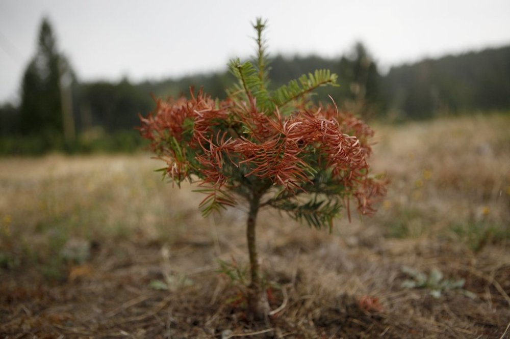 A drought struck grand fir tree is seen, in the Cowichan Valley area of Duncan, B.C., on Saturday, July 31, 2021. THE CANADIAN PRESS/Chad Hipolito