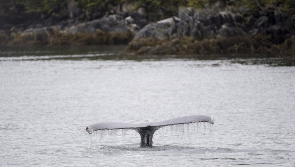 A humpback whale is seen fishing in the waters of Chatham Sound near Prince Rupert, B.C., Friday, June, 22, 2018. THE CANADIAN PRESS Jonathan Hayward