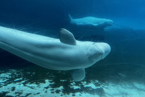 Beluga whales swim in a tank at Marineland in Niagara Falls, Ont., Friday, June 9, 2023. Another beluga whale has died Marineland, bringing the number of dead whales at the Niagara Falls, Ont., tourist attraction to 15 over the past four years.THE CANADIAN PRESS/Chris Young