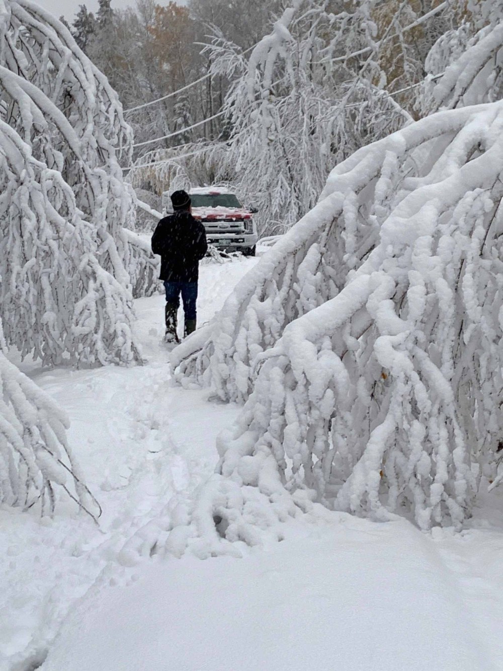 MANITOBA HYDRO PHOTO
High winds, rain and heavy wet snow caused damage and brought trees down on overhead power lines in many areas.