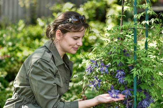 Alla Olkhovska in her garden in Ukraine with clematis (Alla Olkhovska photo)