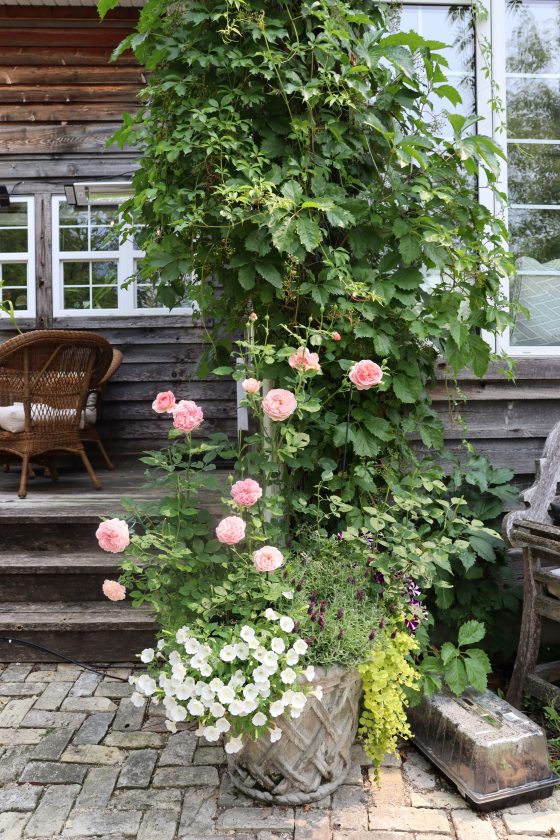 Tender David Austin roses planted in a container after being successfully overwintered in the ground.  (John Tinkler photo)
